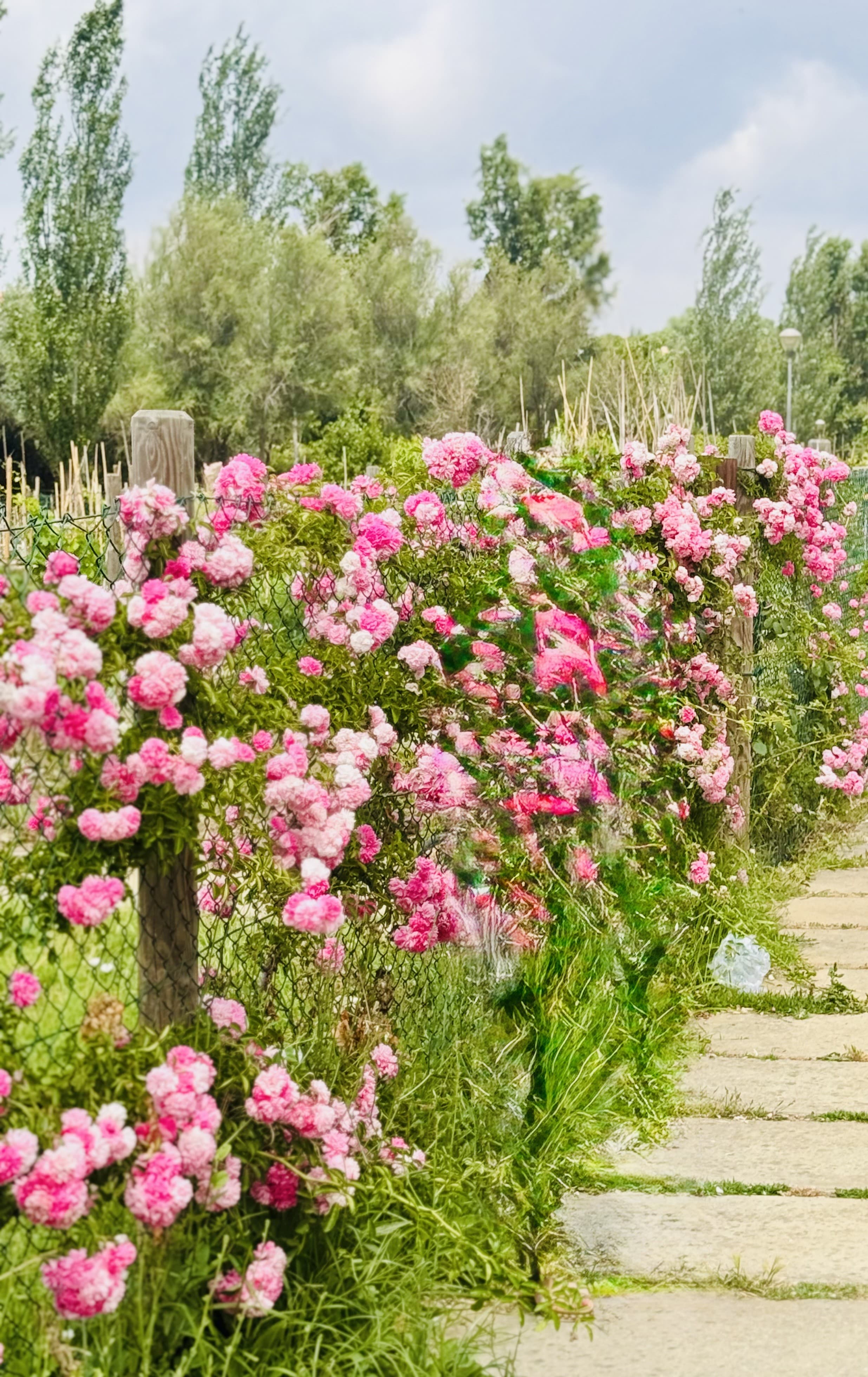 Everesté background